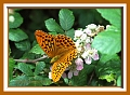 silver washed fritillary butte-8